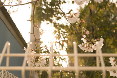 Low angle view of flower tree