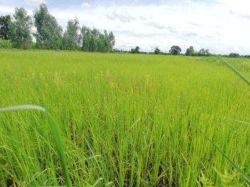 Scenic view of agricultural field against sky