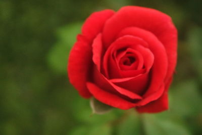 Close-up of red rose