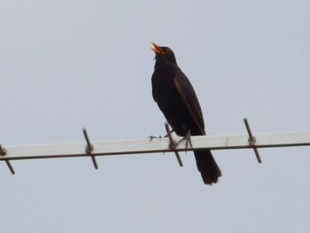 Low angle view of birds on wall