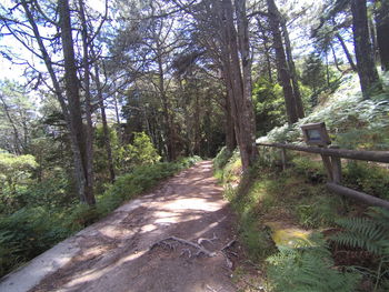 Trees in forest