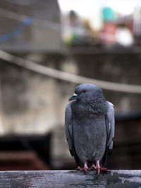 Close-up of pigeon perching on railing