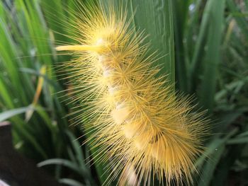 Close-up of dandelion plant on field