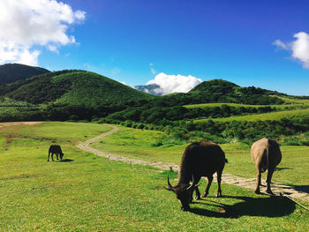 Horses grazing in a field