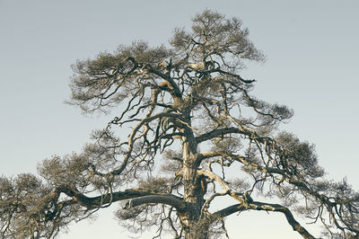 Low angle view of tree against clear sky