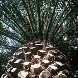 Low angle view of trees