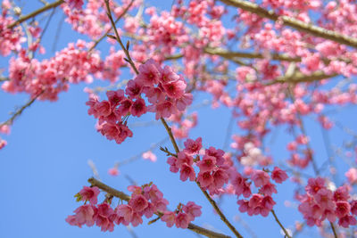 Low angle view of pink flowers on tree