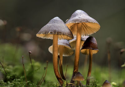 Close-up of mushrooms growing on field