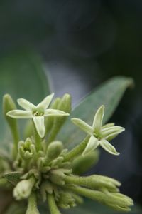 Close-up of white flowers