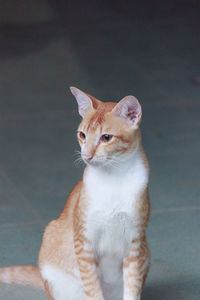 Close-up of a cat looking away