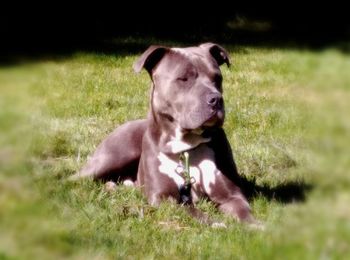 Close-up of dog relaxing on field