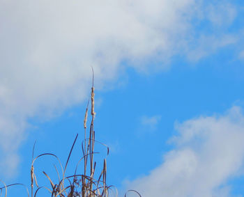 Low angle view of plants against blue sky
