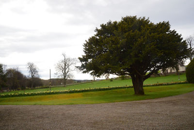 Trees on field against sky