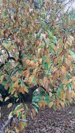 Close-up of tree during autumn