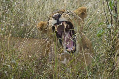 Horse in a grass