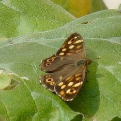 Close-up of butterfly on leaf