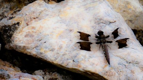 Close-up of lizard on rock