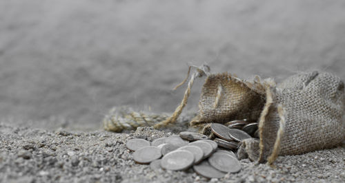 Close-up of crab on sand