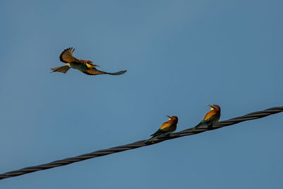 Low angle view of birds flying against clear blue sky