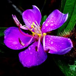 Close-up of water drops on pink flower