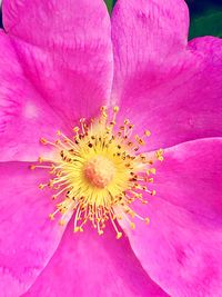 Full frame shot of pink flower