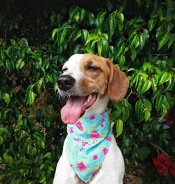 Dog sticking out tongue on plants