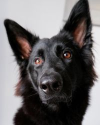 Portrait of black dog