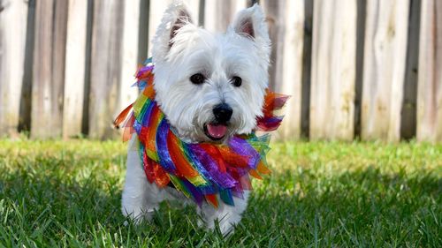 Close-up of west highland white terrier running on field