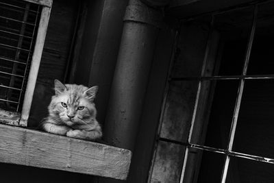 Portrait of cat by metal structure