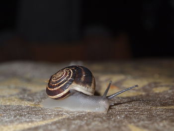 Close-up of snail