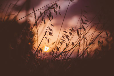 Close-up of silhouette plants on field against sky during sunset