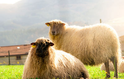 Domestic sheep in grazing pasture. sheep with ear tag and white fur in green grass field. livestock 