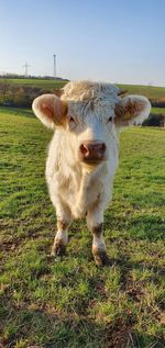 View of cow on field against sky