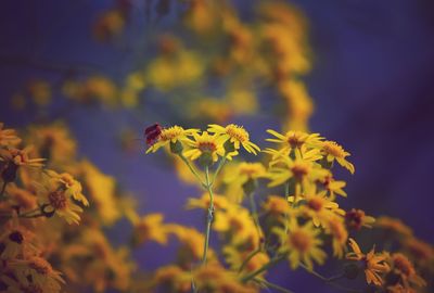 Close-up of bee pollinating on yellow flowering plant