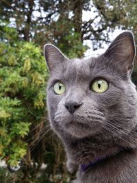 Close-up portrait of a cat