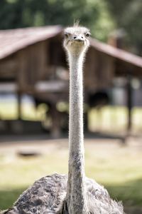 Close-up portrait of a bird against blurred background