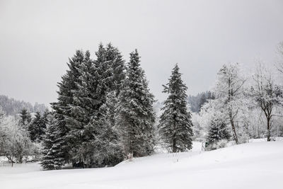 Trees on snow covered field against sky