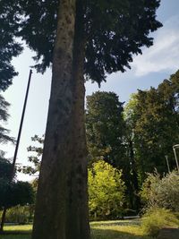 Low angle view of trees on field against sky