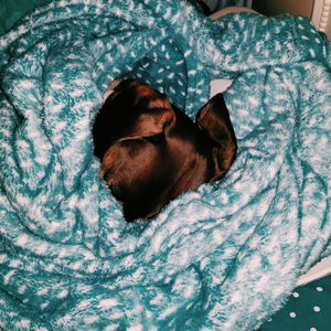 High angle view of dog sleeping on bed