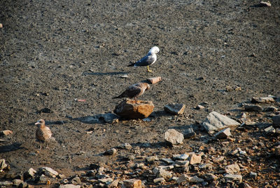 High angle view of seagulls on land