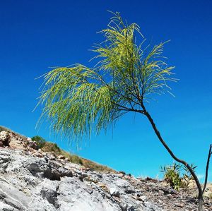 Low angle view of trees against clear blue sky