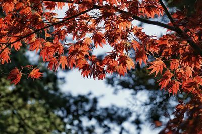 Low angle view of maple tree