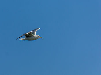 Low angle view of seagull flying against clear blue sky