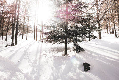 Trees on snow covered landscape during winter