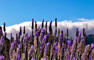 Close-up of purple flowering plants on field against sky