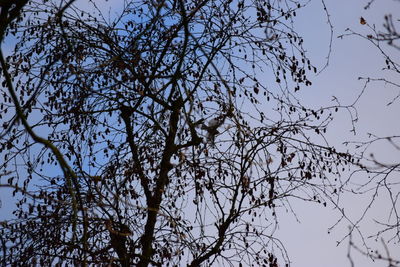 Low angle view of tree against sky