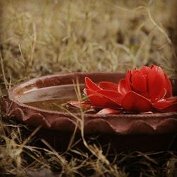 Close-up of red rose on field