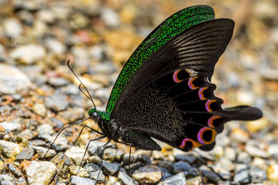 Close-up of butterfly on leaf