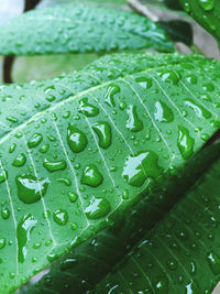 Close-up of wet leaves on rainy day