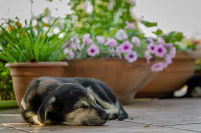 View of dog sleeping on potted plant